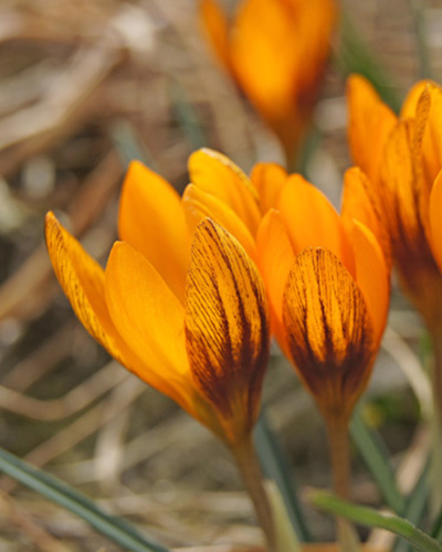 Krokus chr. Orange Monarch 5/+, 250 ks